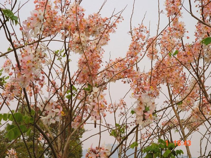 Slide22.jpg - Nearly all of the beautiful trees on the land at the academy in Chanthaburi were planted several years ago by Raja Vikram and the Mother of the Domain of Vedic Siam.