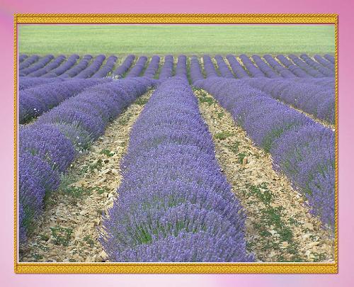 15.jpg - Rows of fragrant lavendar in France.