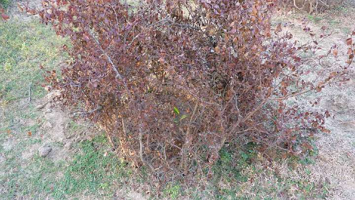 012.jpg - What looked like rows of failed attempts at roadside planting were actually thorny barriers around small trees, (seen in the middle of thorns), to protect from goats and cows.