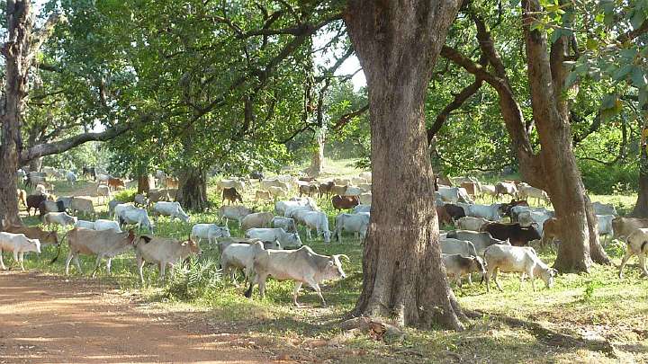 067.jpg - The dairy herd treks to their fields twice a day.