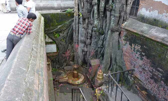 24.jpg - Within the temple compound is an ancient and sacred Adi Lingum located at the base of this 500 year-old tree.
