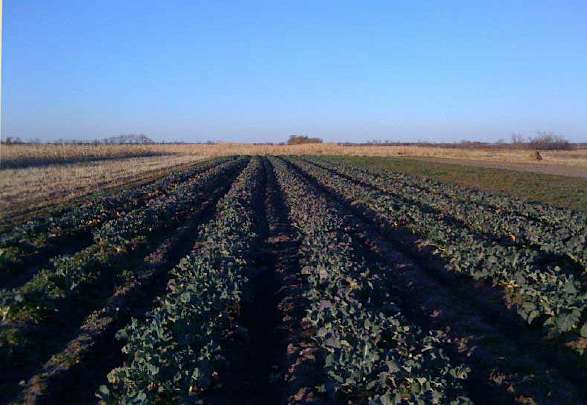 38-Broccol1.jpg - Organic broccoli in Maharishi Vedic City. At higher elevations in Central America these types of vegetables can be produced for 20 months of the year.