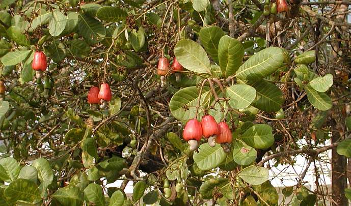GFC-Thailand-(33).jpg - Cashew trees in Chanthaburi.