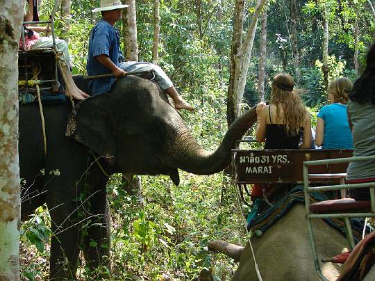 MSAEelephants.jpg - An exciting ride for Maharishi School of the Age of Enlightenment students from Fairfield, Iowa, USA