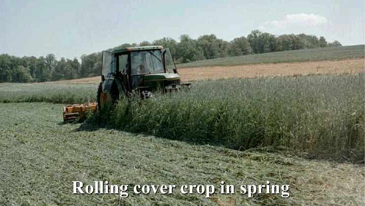Slide12.jpg - In the spring the farmer mows the cover crop and leaves it in the field to create a thick layer of mulch covering the soil. As the layer of mulch breaks down its nutrients are released into the soil and become available to the crop.
