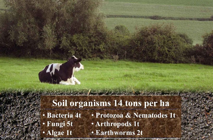 Slide22.jpg - Most soils do have sufficient nutrients to grow healthy plants; however, the availability of nutrients to the plants very much depends on soil biology. Improving soil biology by the addition of organic compost allows the nutrients to become available to plants.