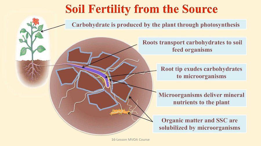 Slide41.jpg - Soil fertility starts at the microscopic level. The root systems of plants play a key role in delivering nutrients to the soil. The tiny tip of the root exudes carbohydrates and other nutrients into the soil, where microorganisms digest them and then return the mineral nutrients to the plant.