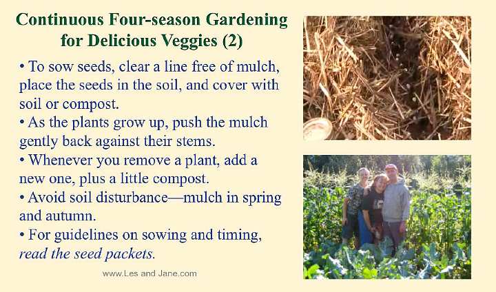 Slide32.jpg - A family in Canada has successfully employed the four-season gardening method. After building their compost/mulch bed, they simply removed a line of mulch, set the new seeds into the soil, and covered them back up with soil or mulch. They mulch only in spring and autumn to avoid disturbing the soil microclimate.