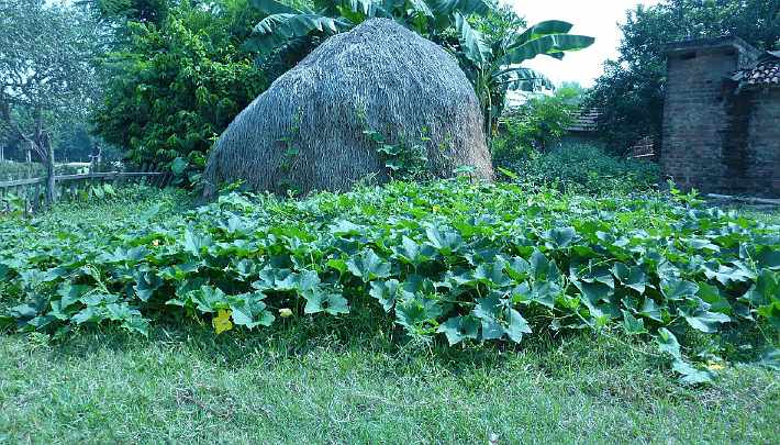 47.jpg - Loquis growing everywhere, vegetation grows with great vigor in this region.