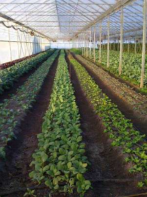 36-Our-Greenhouse-2.jpg - Greenhouses are actually important in the tropics to keep off insects and heavy rain. The Vedic City executives introduced the idea to many farmers using  examples like this greenhouse in Maharishi Vedic City.