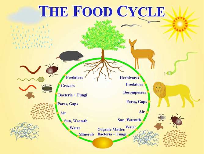Slide11.jpg - The cycle is an integrated sequence that starts with soil microorganisms who digest minerals.