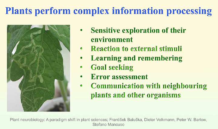 Slide26.jpg - Modern plant neurobiology has come to recognize that plants have the ability to perform complex information processes. For example, they can explore their environment, react to external stimuli, learn and remember, seeks goals, assess mistakes and communicate with neighbouring plants.
