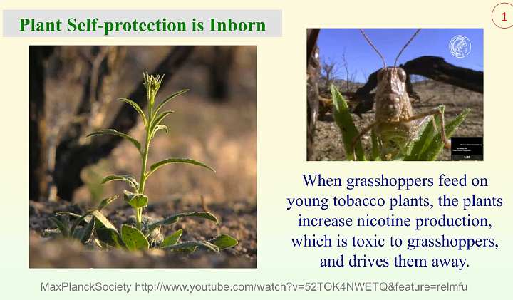 Slide34.jpg - A study by the Max Planck Society has confirmed that plant self-protection is in-born. In a study of wild tobacco plants researchers discovered the plant would increase nicotine production to ward off grasshoppers.