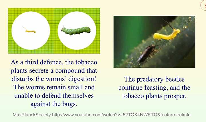 Slide36.jpg - When some of the worms grow too large for the predator beetles, the plant secretes a compound that disturbs the worms? digestion, making them remain small enough for the beetles to prey on.