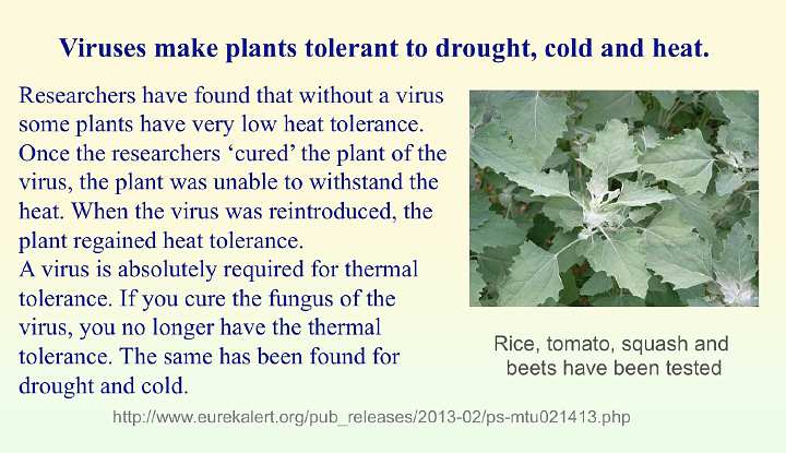Slide37.jpg - Researchers from Penn State University, USA, have found that viruses can play a significant role in plant health, improving tolerance to heat, cold and drought. Rice, tomato, squash, and beets have been tested.