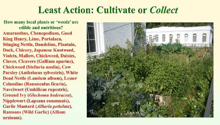 Slide47.jpg - The list of plants that could be considered either intruder weeds or edible and nutritious is long. It is important to take a good look at the native plants in your microclimate to see what you can simply collect and eat.