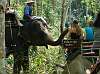 MSAEelephants